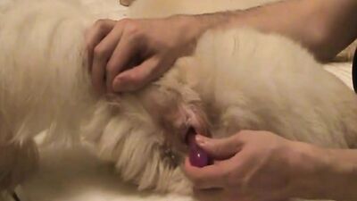 Bestiality video: new zoo porn 2026