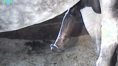 Dog sex girl: best animal porn sites