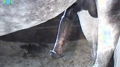 Dog sex girl: best animal porn sites