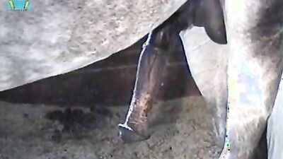 Dog sex girl: best animal porn sites