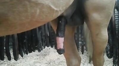 Gay zoo porn: see sex with animals
