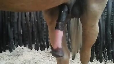 Gay zoo porn: see sex with animals