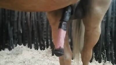 Gay zoo porn: see sex with animals