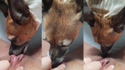 Animal cross porn: bestiality chats