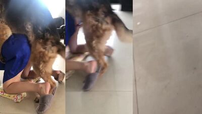 Animal porno: relatos zoophilia