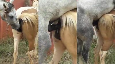Dog's porn: dog fucking woman zoophilia