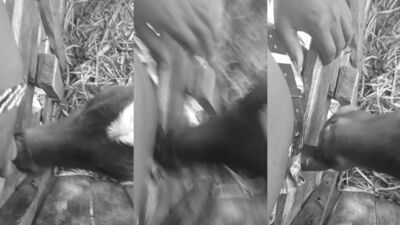 Bestiality manga: zoo sex video hd