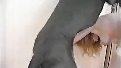 Bestiality porno: desert storm bestiality