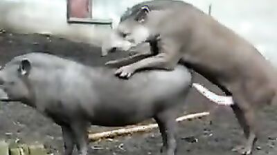 Dog fucking girl: girls sucking dogs cocks