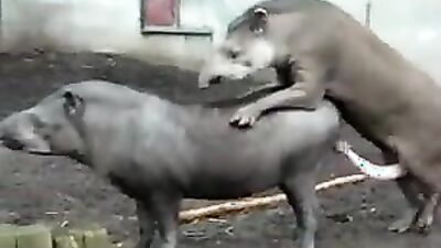 Dog fucking girl: girls sucking dogs cocks