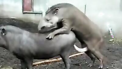 Dog fucking girl: girls sucking dogs cocks
