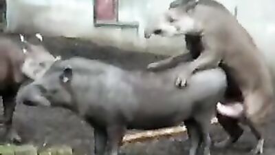 Dog fucking girl: girls sucking dogs cocks