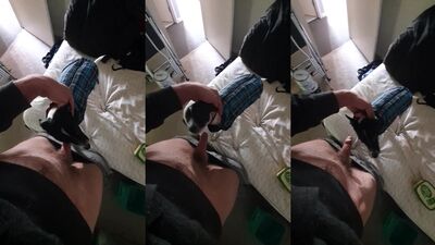 Girl having dog: bestiality org