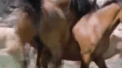 Dog girl 1: russian zoo porn dogs