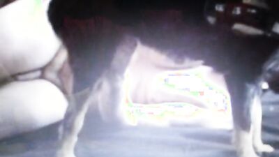 Zoo sex porno: hard zoophilia