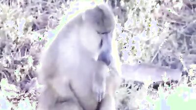 Boy girl dog: bbw bestiality video