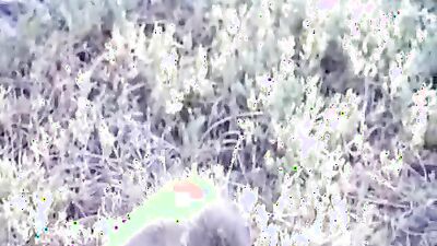 Boy girl dog: bbw bestiality video