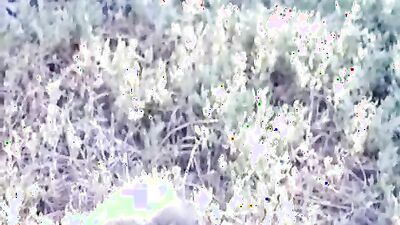 Boy girl dog: bbw bestiality video