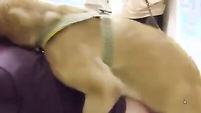 Girls s dogs: art of zoo nana