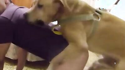 Girls s dogs: art of zoo nana