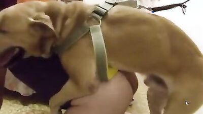 Girls s dogs: art of zoo nana