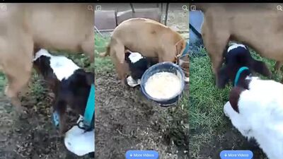 Teen dog sex: bestiality horse porn