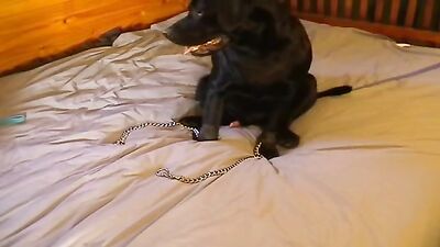 1 girl 5 dog: zoo porn 3