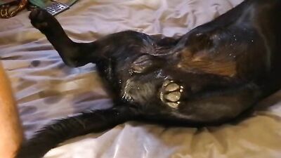 1 girl 5 dog: zoo porn 3