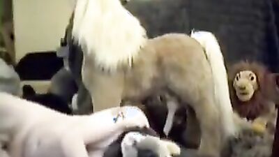 Girls s dogs: sex zoo fo men