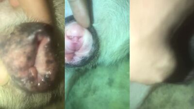 3d zoo porn: zoo sex bbw