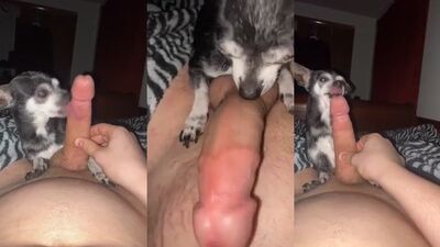 Bestiality hentai manga: zoophilia telegram