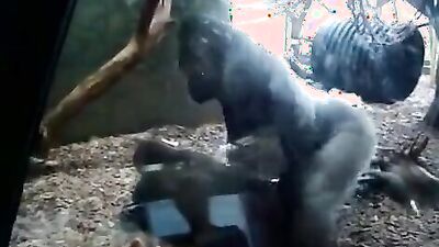 Zoo sex video: mia zoo porn