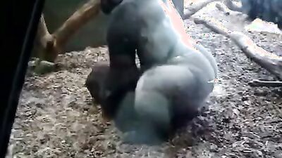 Zoo sex video: mia zoo porn