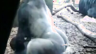 Zoo sex video: mia zoo porn