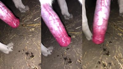Zoo porn compilation: dog fuck girl wallpaper
