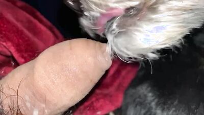 3d bestiality: godiva zoo sex