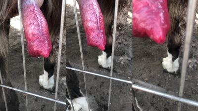Bestiality porno: dog porn guy