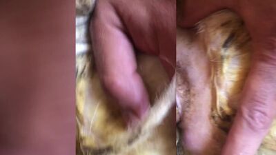Bestiality video: zoophilia girls