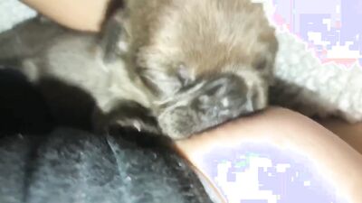 Teen zoo porn: dog sex training