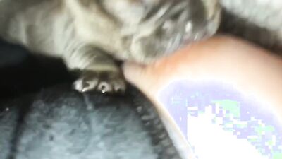 Teen zoo porn: dog sex training