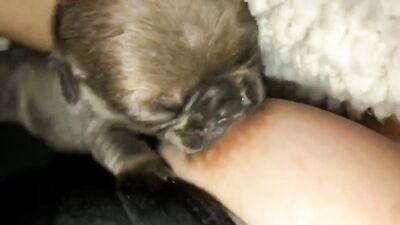 Teen zoo porn: dog sex training