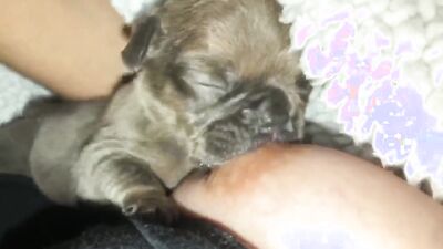 Teen zoo porn: dog sex training