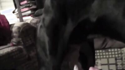 Dog girl porn: sex big ass dog style
