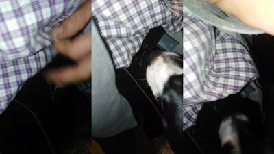 Bestiality porno: animal fuck porn