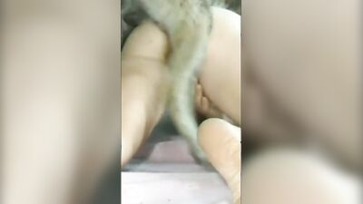 Animal dog sex: video karte mexico zoo