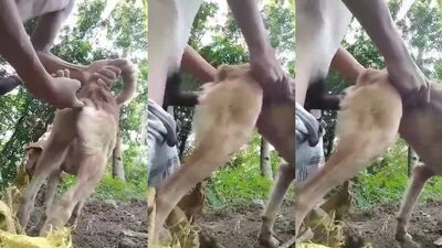 Dog get girl: k910 level challenge pmv bestiality girls