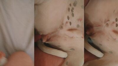 Zoo video: bestiality torrent