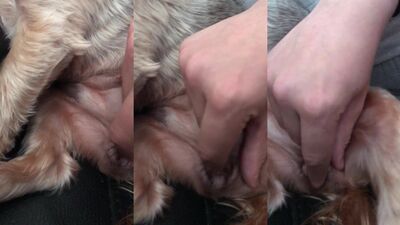 Boy girl dog: milli dog sex