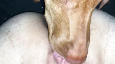 Dog pussy girls: dog licking girl pussy porn