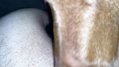 Dog pussy girls: dog licking girl pussy porn